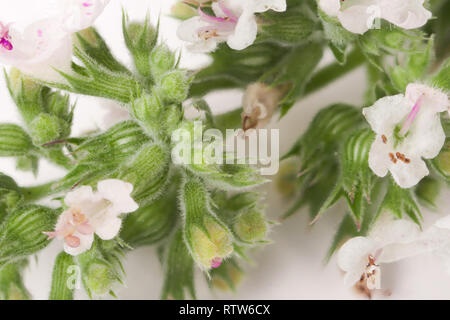 Fioritura di ciuffo di melissa isolati su sfondo bianco Foto Stock