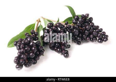 Ramo di ligustro selvatico o Ligustrum vulgare isolati su sfondo bianco Foto Stock