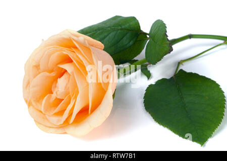 Peach rose con foglie isolati su sfondo bianco Foto Stock