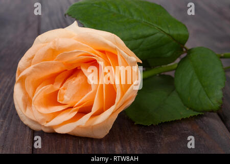 Peach rose con foglie al buio su un sfondo di legno Foto Stock