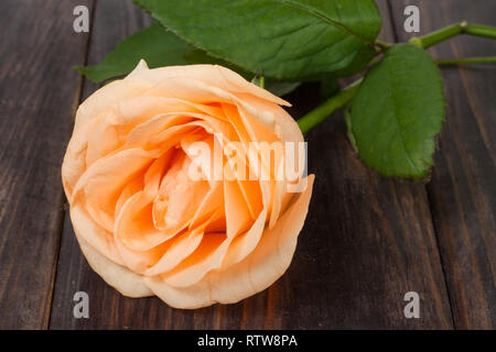 Peach rose con foglie al buio su un sfondo di legno Foto Stock