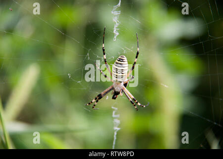 Wasp spider seduto su un web sfondo verde Foto Stock