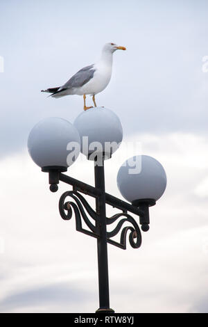 Seagull arroccato su lampade stradali di sera Foto Stock