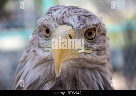 Testa di Eagle close-up macro giornata all'aperto Foto Stock