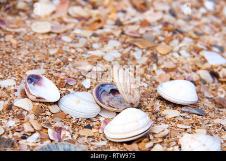 Conchiglie nella sabbia in riva al mare Foto Stock