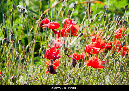 Papavero rosso che cresce in un campo sulla giornata di sole Foto Stock