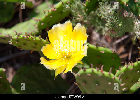 Fiore giallo di un cactus nel parco di close-up Foto Stock