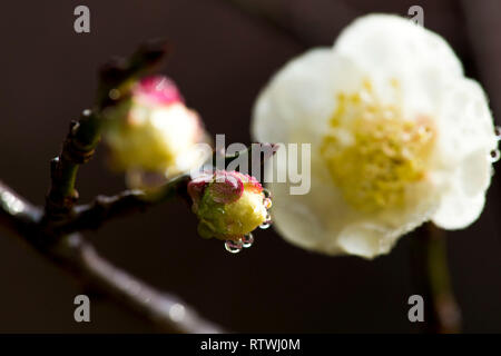 Taizhou. 2 Mar, 2019. Foto scattata il 2 marzo 2019 mostra fiori di susina dopo una molla leggera pioggia a Mei Lanfang Park di Taizhou, est cinese della provincia di Jiangsu. Credito: Yang Yugang/Xinhua/Alamy Live News Foto Stock