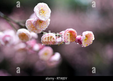 Taizhou. 2 Mar, 2019. Foto scattata il 2 marzo 2019 mostra fiori di susina dopo una molla leggera pioggia a Mei Lanfang Park di Taizhou, est cinese della provincia di Jiangsu. Credito: Yang Yugang/Xinhua/Alamy Live News Foto Stock