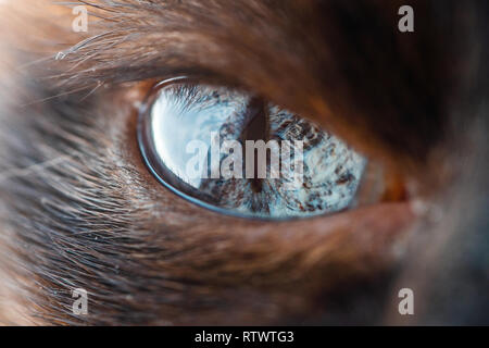 Bella occhio della nazionale di gatto siamese gatto macro. Close up di un blu occhi di gatto Foto Stock