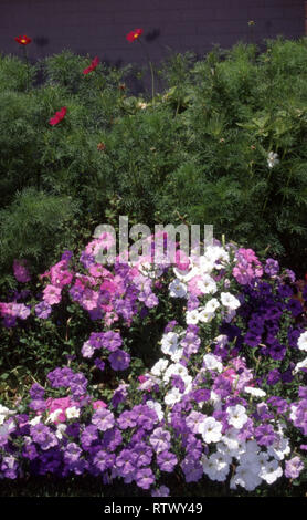 Letto Giardino di viola, rosa e bianco fiori di petunia con Cosmos crescendo in background. Nuovo Galles del Sud, Australia. Foto Stock
