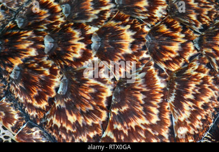 Dettaglio del guscio di un'Hawksbill tartarughe marine, Eretmochelys imbricata, captive, Kula Eco Park, Viti Levu, Figi e Sud Pacifico Foto Stock