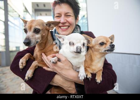 Ridendo donna tenendo le sue tre cani nelle sue braccia, Miniature pinscher e i Chihuahua, Germania Foto Stock