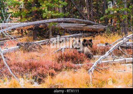 Due Orsi Grizzly (Ursus arctos horribilis), giovani animali in seduta di boccole in autunno, il Parco Nazionale di Yellowstone, Wyoming USA Foto Stock