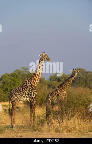 Le giraffe rhodesiano (Giraffa camelopardalis thornicrofti) in Bookland, South Luangwa National Park, Zambia Foto Stock