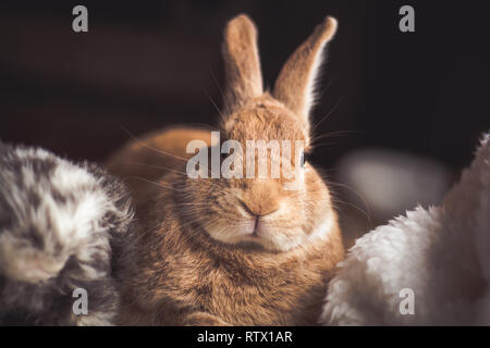 Rufus si rilassa di coniglio con lussuosi in dark illuminazione naturale, il fuoco selettivo Foto Stock