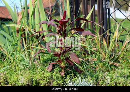 Amaranto Amaranthus o genere cosmopolita della pianta annuale con fiori disposti in colorate brattee circondato con una spessa foglie grandi e impianto ad alta densità Foto Stock