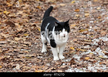 Bianco e nero gatto domestico cercando curiosamente in distanza mentre permanente sulla ghiaia percorso di foresta coperta con secchi caduta foglie sul giorno caldo e soleggiato Foto Stock