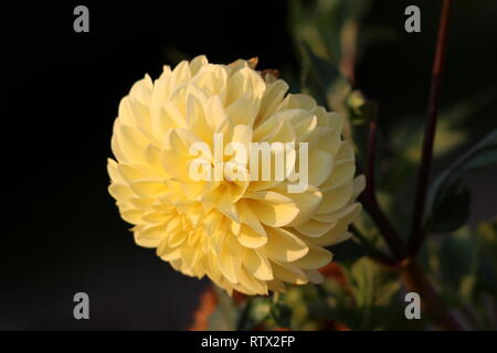Dahlia tuberosa folte piante erbacee perenni pianta con grandi aprire completamente la fioritura di colore da bianco a giallo fiore contenente strati multipli di petali Foto Stock