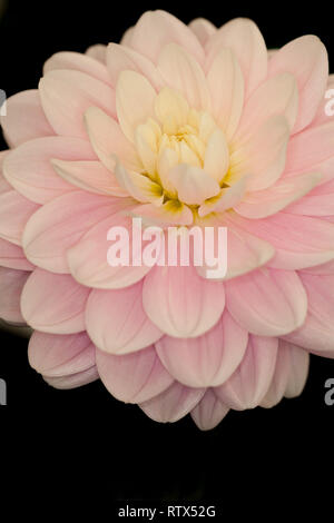 Dahlia 'Bracken Ballerina" Foto Stock