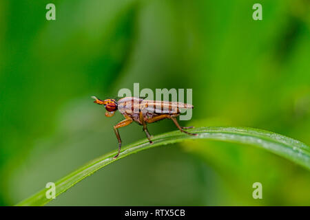 Piccola mosca sulla lama di erba Foto Stock