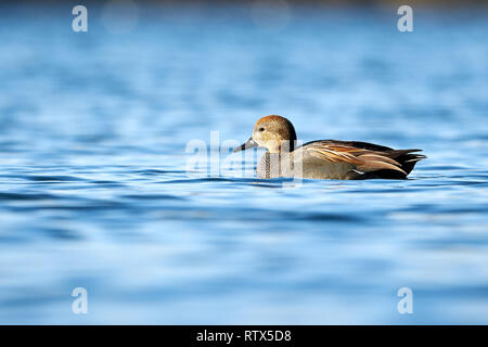 Canapiglia (Anas strepera, Mareca strepera) nuoto di anatra Foto Stock