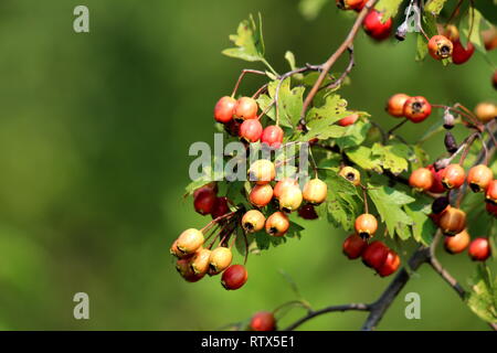 Rosa canina o rosa canina o Rosa haw o Rosa hep accessorio multiple da arancione a rosso frutto della pianta di rose che cresce dal singolo ramo Foto Stock