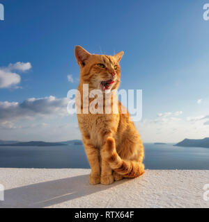 Lo zenzero Cute cat ubicazione sul balcone Foto Stock