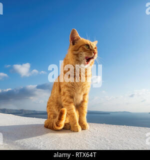 Lo zenzero Cute cat ubicazione sul balcone Foto Stock