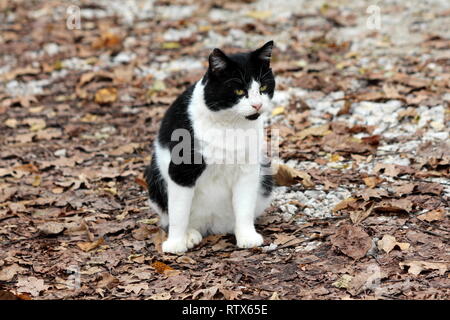 Piccolo in bianco e nero gatto domestico cercando curiosamente in distanza mentre è seduto sulla ghiaia percorso di foresta coperta con secchi caduta foglie Foto Stock