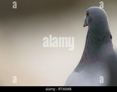 Piccioni selvatici (Columba livia domestica) ritratto con sfondo grigio, mostrando il collo colorati e occhi rossi. Febbraio 2019, Gloucestershire, Regno Unito Foto Stock