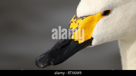 Close up Bewicks swan (Cygnus columbianus bewickii) testa e becco distintivo. Febbraio 2019, Gloucestershire, Regno Unito Foto Stock