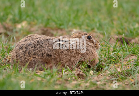 Marrone(lepre Lepus europaeus) recante bassa sui terreni agricoli di Norfolk, Regno Unito Foto Stock