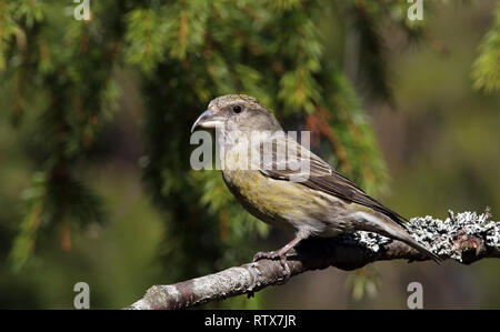 Red crossbill, Common crossbill, Loxia curvirostra, seduta femminile nella foresta di Spruce Foto Stock