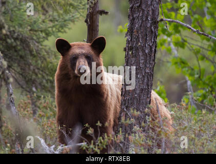 Un orso nero a casa nel nord del Saskatchewan, Canada Foto Stock