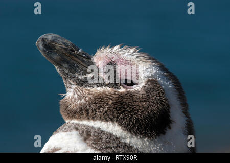 Magellanic Penguin, Spheniscus magellanicus, San Lorenzo Pinguinera, Penisola di Valdes, Chubut, Patagonia Argentina Foto Stock