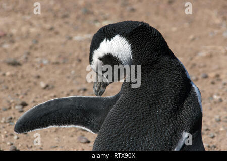 Magellanic Penguin, Spheniscus magellanicus, San Lorenzo Pinguinera, Penisola di Valdes, Chubut, Patagonia Argentina Foto Stock