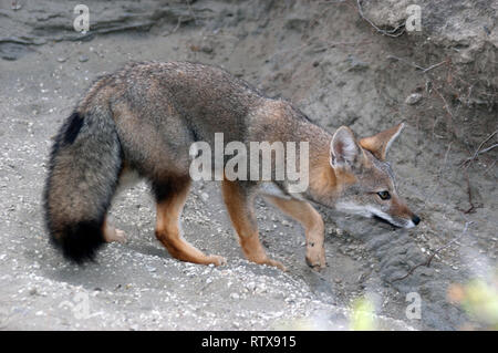 Sud Americana gray fox o zorro, Pseudalopex o Lycalopex griseus, Penisola di Valdes, Patagonia Argentina Foto Stock