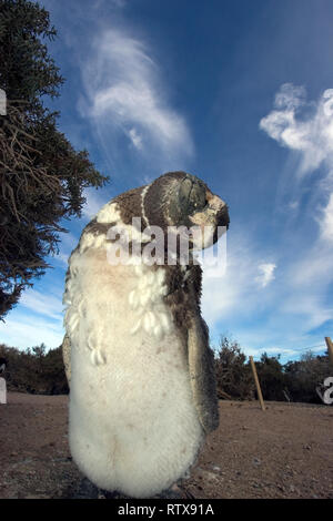 Magellanic Penguin, Spheniscus magellanicus, Pinguinera di Punta Tombo, Rawson, Chubut, Patagonia Argentina Foto Stock