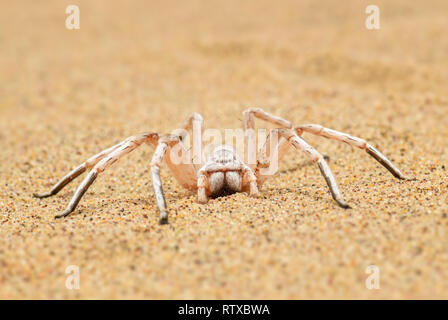 Il ragno ruota - Carparachne aureoflava, bella bianca spider dal deserto del Namib, Walvis Bay, Namibia. Foto Stock
