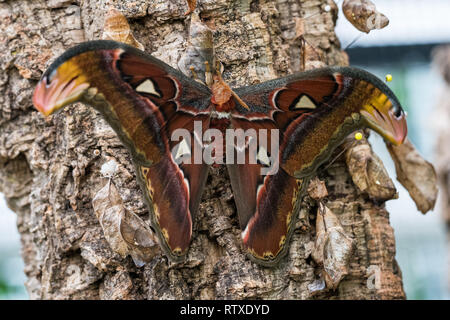 Attacus Atlas falene sono uno dei più grandi lepidopterans nel mondo Foto Stock