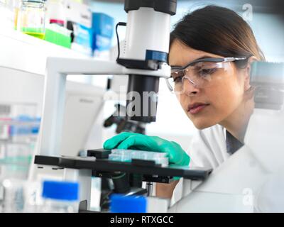Scienziato visualizzazione di un multi ben piastra contenente i campioni per i test in laboratorio. Foto Stock