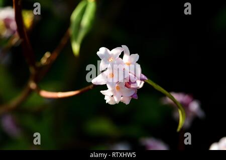 Daphne bholua Jacqueline Postill in fiore. Foto Stock