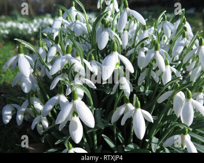 Snowdrops Suffolk in Inghilterra Foto Stock