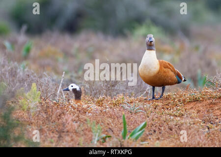 South African shelducks (Tadorna cana), adulti, femmina con maschio permanente, sul nido, nella prateria aperta,Parco Nazionale di Addo,Capo orientale,Sud Africa Foto Stock