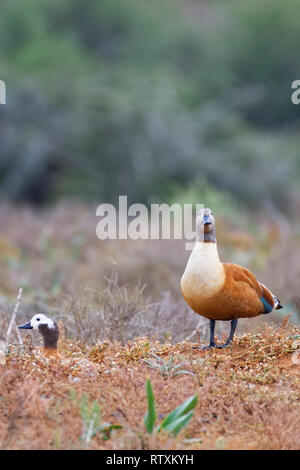 South African shelducks (Tadorna cana), adulti, femmina con maschio permanente, sul nido, nella prateria aperta,Parco Nazionale di Addo,Capo orientale,Sud Africa Foto Stock