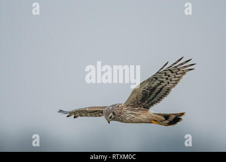 Femmina di Albanella reale(Circus cyaneus) in volo e la caccia al di sopra di un tratto di terreno coltivabile di Norfolk. Foto Stock