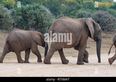 Bush africano Elefante africano (Loxodonta africana), elefante vitelli a camminare su una strada sterrata, Addo Elephant National Park, Capo orientale, Sud Africa e Africa Foto Stock