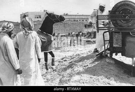 Acquisto e trasporto di un castagno scuro stallone arabo da Al-Qatif / Qatif, Provincia Orientale, Arabia Saudita di Abqaiq, un Aramco composto nel 1983. Foto Stock