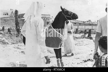 Acquisto e trasporto di un castagno scuro stallone arabo da Al-Qatif / Qatif, Provincia Orientale, Arabia Saudita di Abqaiq, un Aramco composto nel 1983. Foto Stock